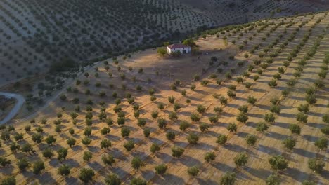 Luftaufnahme-Eines-Weißen-Hauses,-Umgeben-Von-Olivenfeldern-Während-Des-Sonnenuntergangs