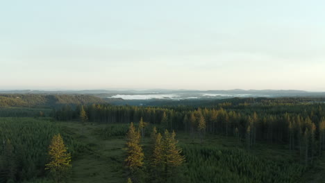 A-drone-shot-flying-over-a-forest-of-a-beautiful-sunrise