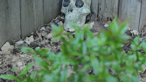 Pan-Up-to-Old-Ceramic-Skull-Leaning-Against-Weathered-Fence