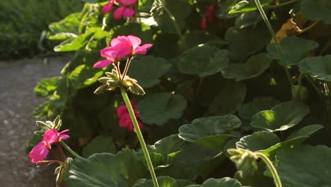 Pink-Geranium-Flowers-and-Spider-Webs-Shining-in-the-Sunlight-Nature-Wildlife