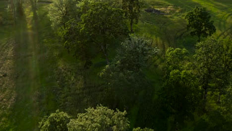 Eine-Sanft-Nach-Unten-Geneigte-Drohnenaufnahme-Von-Grünen-Bäumen-Während-Des-Sonnenuntergangs