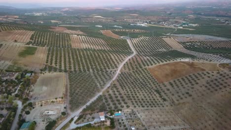 Aerial-shot-of-the-spanish-countryside-with-olive-fields-and-white-houses