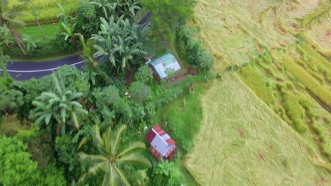 Drone-Volando-Hacia-Adelante-Rápidamente-Inclinado-Hacia-Abajo-Sobre-La-Carretera-Y-Palmeras-Verdes-Terrazas-De-Arroz-En-Indonesia-Paisaje-Verde-De-Bali