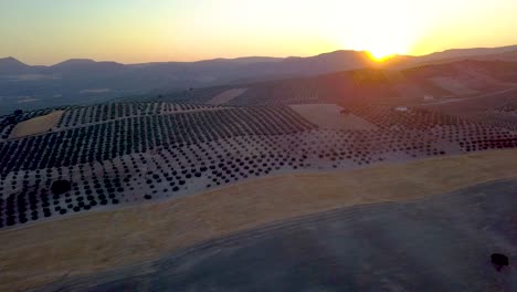 Aerial-shot-during-the-sunset-of-some-olive-fields-and-mountains