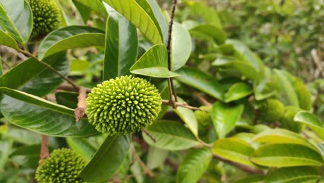 The-pulasan-fruit-or-scientific-name-Nephelium-Mutabile-Blume-is-often-called-wild-rambutan-by-the-locals