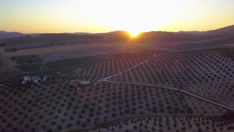 Aerial-shot-of-a-big-typical-white-house-of-Spain-surrounded-by-olive-fields-in-Andalusia-during-the-sunset