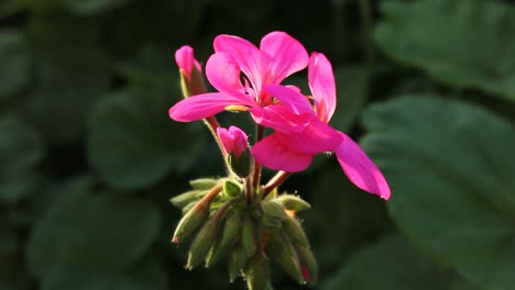 Rosa-Geranienblume-Nahaufnahme-Sonnenlicht-Natur-Tierwelt