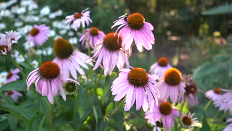 Slow-Motion-Video-of-a-Bee-Pollenating-in-a-garden-of-Purple-Coneflowers