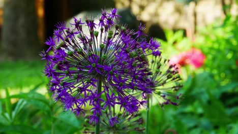 Primer-Plano-De-La-Flor-De-Allium-Púrpura