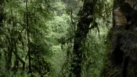 Dichte-Dschungelvegetation-Im-Annapurna-Himalaya,-Nepal,-Schwenk-Hinüber