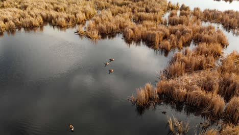 Circling-view-of-Canadian-geese-swimming-in-a-pond-surrounded-by-a-marsh