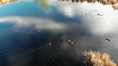 Multiple-Canadian-geese-playing-in-a-pond-surrounded-by-a-marsh-with-the-sky-reflecting-off-the-water
