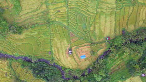 Drohne-Fliegt-Vorwärts-über-Grüne-Reisterrassen-In-Indonesien-Bali-Grüne-Landschaft