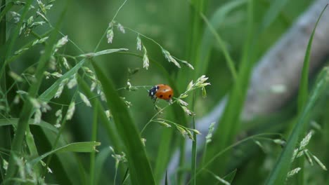 Lady-Bugs-Eating---Crawling-Among-Grass-Nature-Insects-Wildlife