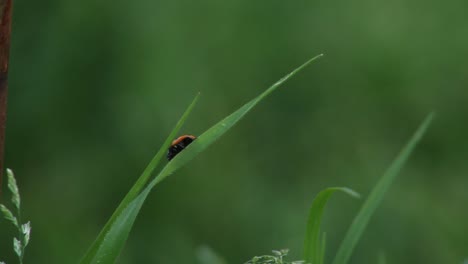Lady-Bug-Arrastrándose-Sobre-Una-Brizna-De-Hierba-Naturaleza-Insectos-Fauna-Silvestre