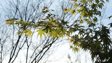 árbol-De-Arce-Japonés-Al-Atardecer-Con-Una-Ligera-Brisa-Naturaleza-Vida-Silvestre