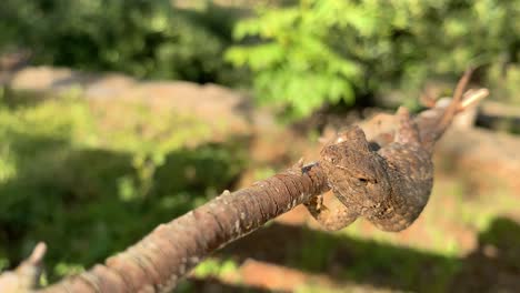 close-up-on-a-fence-lizard-hanging-on-to-a-branch