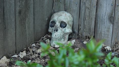 Old-Ceramic-Skull-Leaning-Against-Weathered-Fence