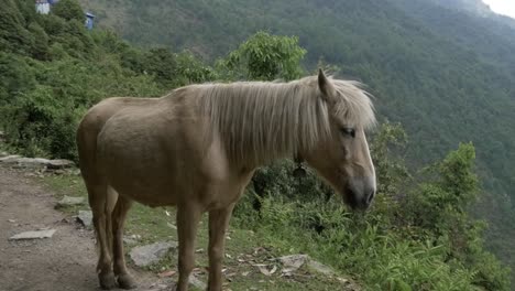 Slow-Motion-Pferd-Auf-Der-Spur-In-Den-Annapurna-Bergen-Nepal