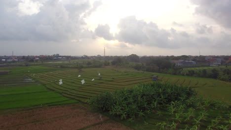 Drone-slowly-flying-right-at-dawn-sunrise-bali-island-banana-trees-cropped-rice-field-sky-reflection