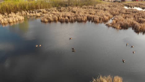Zoom-out-of-Canadian-geese-swimming-in-a-marsh