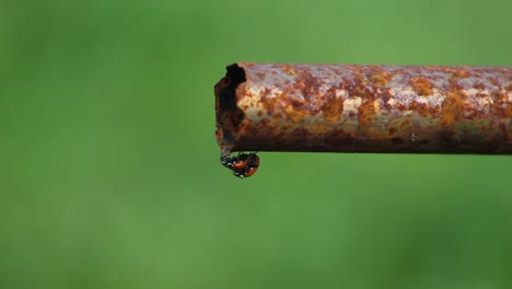 Lady-Bugs-Mating-on-the-End-of-a-Rusty-Metal-Pipe-Close-Up-Nature-Insects-Wildlife