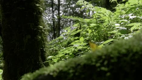 Green-Jungle-Floor-and-Foliage-in-the-Nepal-Himalayas,-Annapurna,-Slow-Motion-Pan