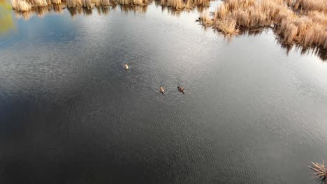 Gansos-Canadienses-Nadando-En-Un-Estanque-Rodeado-Por-Un-Pantano