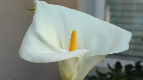 Weiße-Calla-Lilie-Nahaufnahme-Leichte-Brise-Natur-Tierwelt-Sonnenuntergang