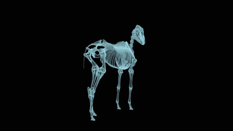 Skeleton-structure-of-Horse-in-X-Ray-mode