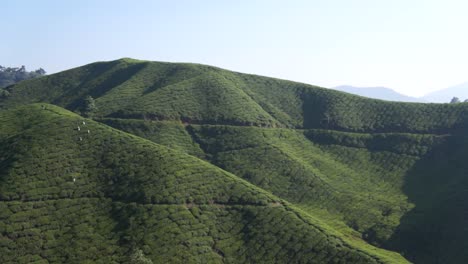 Blick-Auf-Das-Teeplantagental-Im-Cameron-Highland,-Malaysia-Tagsüber