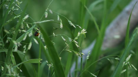 Lady-Bug-Crawling-Among-Grass-Nature-Insects-Wildlife