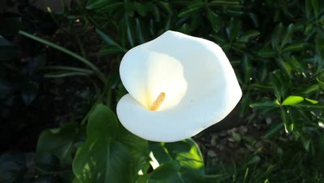 Einzelne-Weiße-Calla-Lilienblume-Mittlerer-Schuss-Fokus-Rack-Natur-Tierwelt