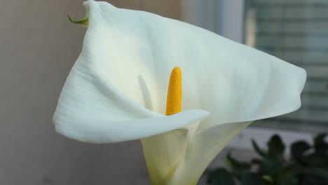 Weiße-Calla-Lilie-Nahaufnahme-Fokus-Rack-Leichte-Brise-Natur-Wild-Lebende-Tiere-Sonnenuntergang