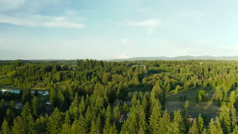 Drone-shot-of-a-lush-green-forest-with-a-snowy-mountain-in-the-background