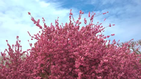 Pink-cherry-blossom-tree-waving-in-the-wind