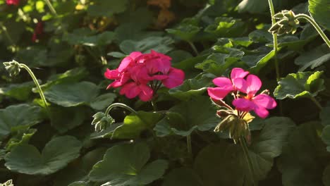 Rosa-Geranienblumen-Und-Spinnweben,-Die-Im-Sonnenlicht-Glänzen-Natur-Tierwelt
