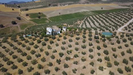 Aerial-shot-with-tilt-down-over-a-big-cortijo-house-with-a-pool-and-surrounded-by-olive-fields-in-Spain