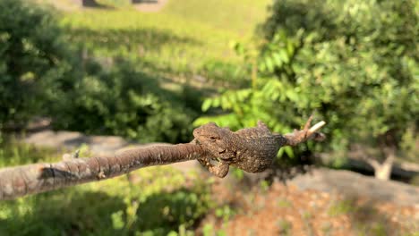 front-pov-shot-of-fence-lizard-on-a-branch
