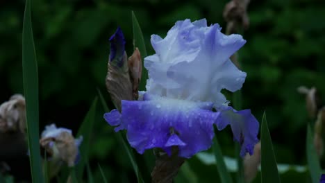 Purple-Flower-at-Night-Close-Up