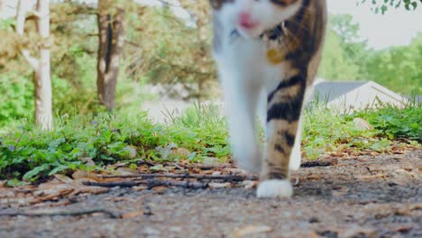 Cat-Walking-Up-Grassy-Hill-Onto-Concrete-Lot-Close-Up