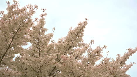 Zoom-out-of-a-white-cherry-blossom-tree-with-the-blue-sky-behind