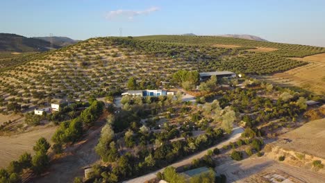 Luftaufnahme-Von-Weißen-Häusern-Auf-Einem-Hügel,-Umgeben-Von-Olivenfeldern-In-Spanien