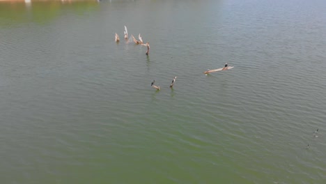 Drone-footage-of-birds-sitting-on-a-submerged-tree-in-a-dam-backwater-with-panning-movement