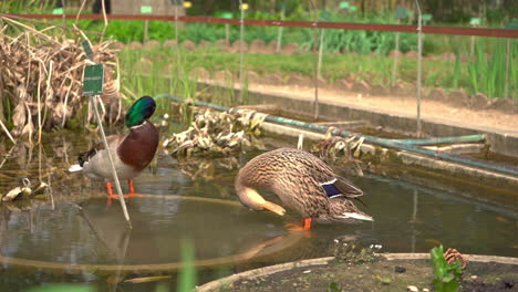 Two-wild-mallards-sitting-with-the-feet-in-the-water-of-a-small-garden