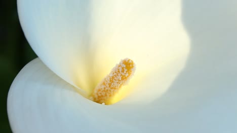 Weiße-Calla-lilie-Staubblatt-Nahaufnahme-Leichte-Brise-Natur-Tierwelt