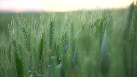Green-wheat-growing-in-field