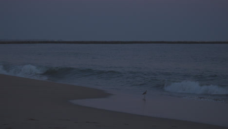 A-little-bird-on-a-twilight-beach