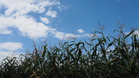 Corn-field-time-lapse-low-angle