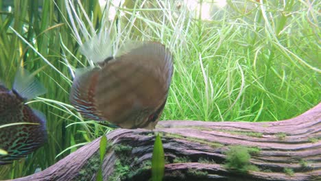 Discus-fish-eating-moss-from-dead-log-underwater